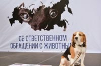 Служба ветеринарии Иркутской области информирует о Дополнительных требованиях к содержанию домашних собак